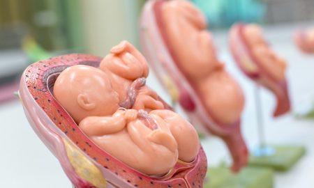 fetal models