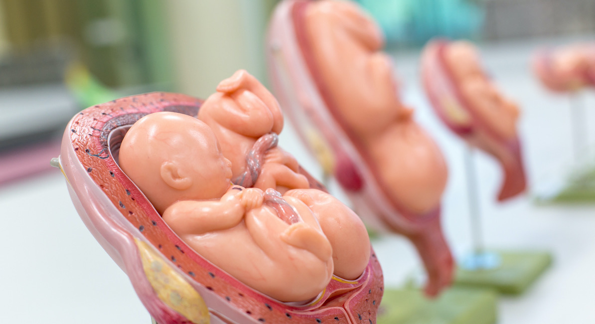 Embryo model, fetus medicine and treatment concept for classroom education.