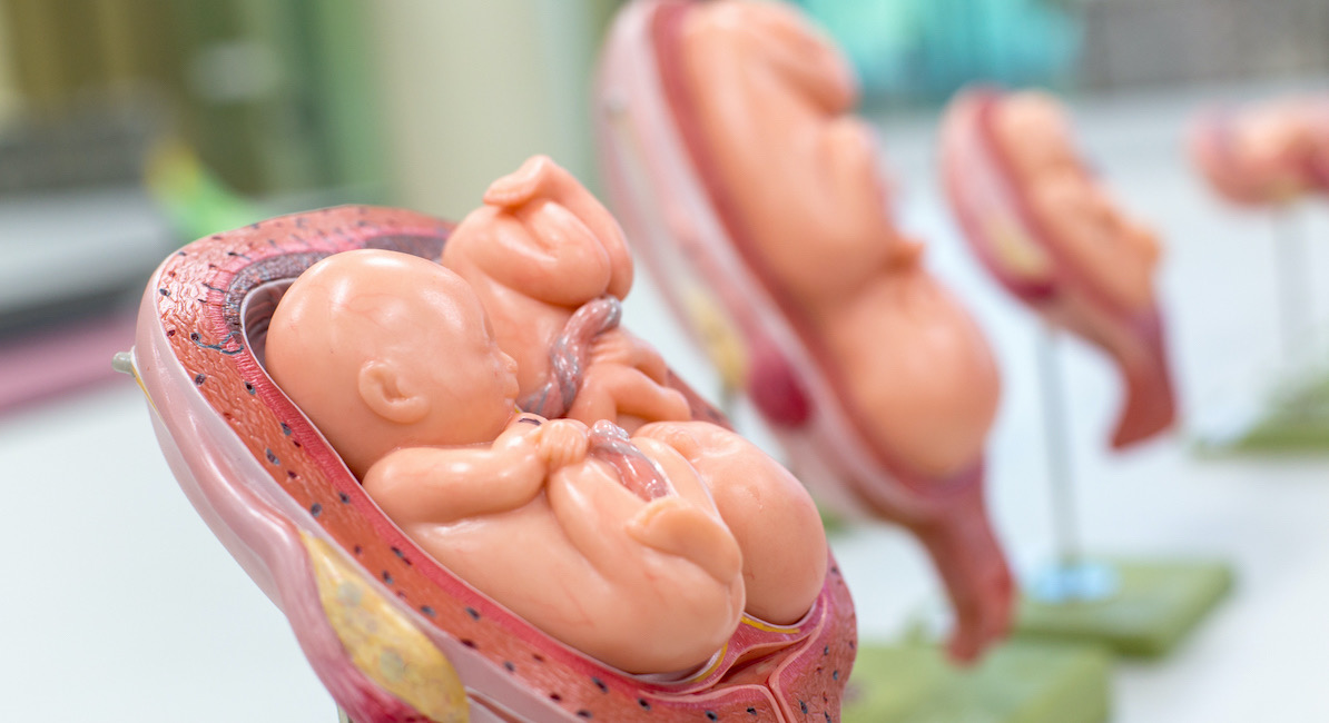 fetal models