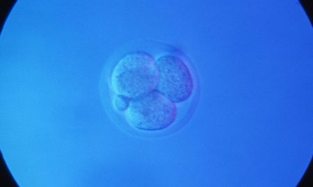 mouse embryo