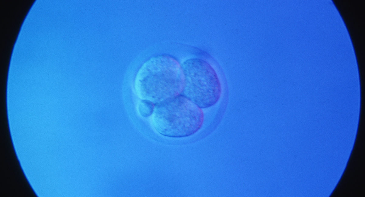 mouse embryo