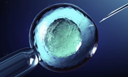 cell, embryos, egg donor