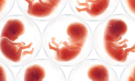 embryo, fetus
