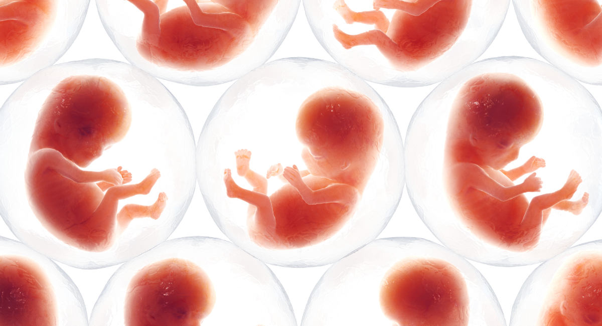 embryo, fetus