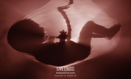 second trimester, Florida 15 week