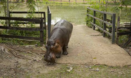 hippos