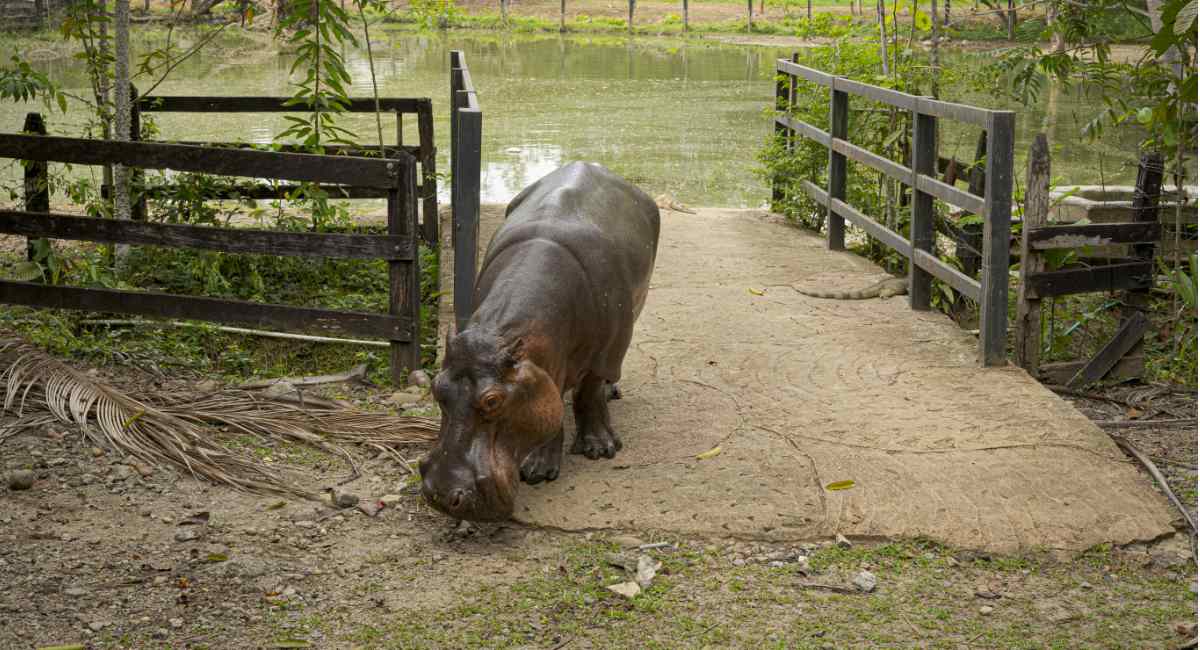 hippos