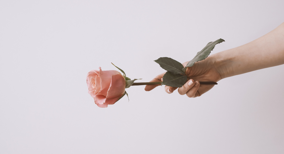 Cropped Image Of Hand Holding Pink Rose Against Gray Background