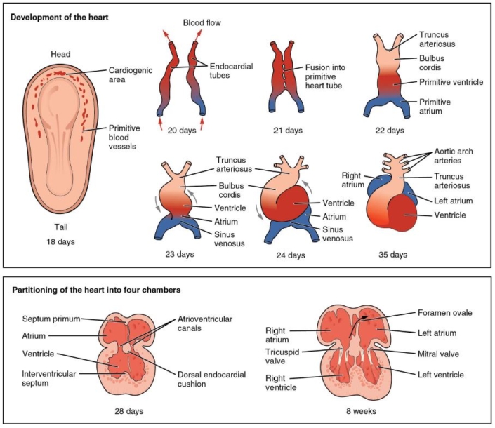 Anatomy-and-Physiology-Ch-19.5-Development-of-the-Heart-figure-19.36-705×610