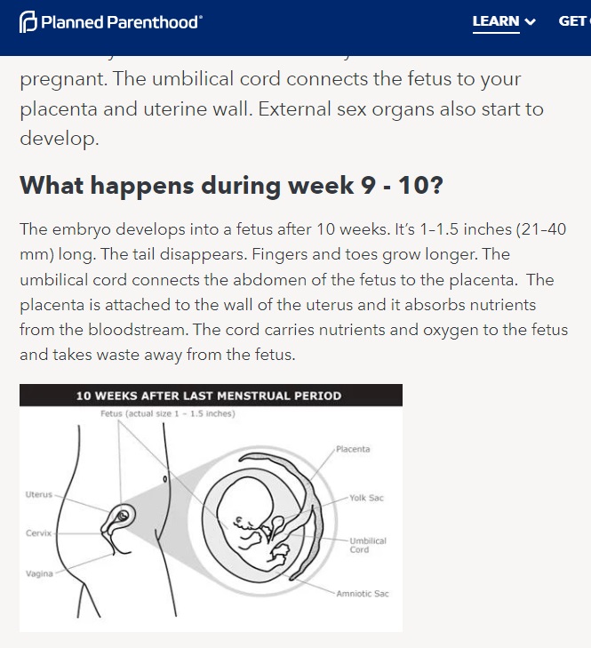 Image: Planned Parenthood fetal development 9 to 10 weeks accessed 09172022