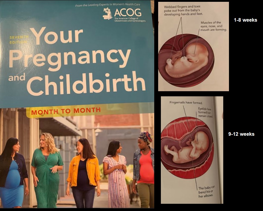 Image: ACOG Your Pregnancy and Childbirth 7th edition fetal development 1-12 weeks
