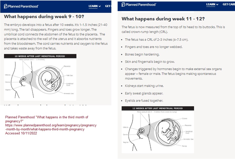 Image: Planned Parenthood fetal development 9-10 weeks and 11-12 weeks accessed 10112022