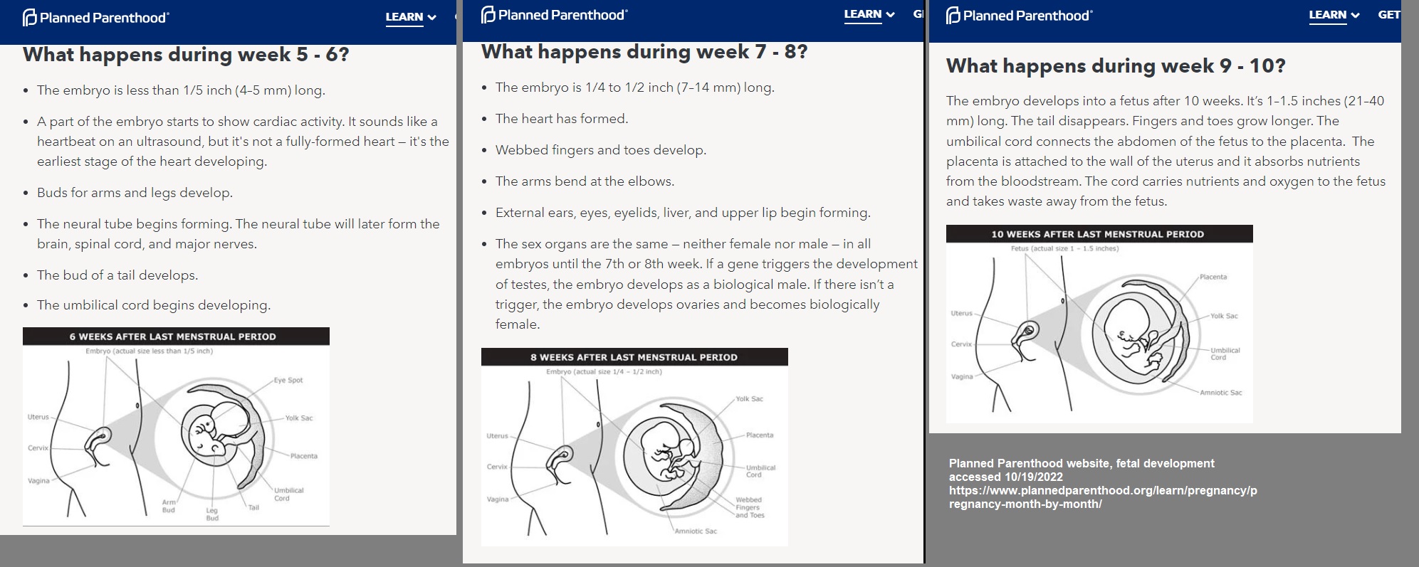 Image: Planned Parenthood fetal development website weeks 5 to 10, accessed 10/19/2022