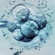 IVF, embryo, embryos