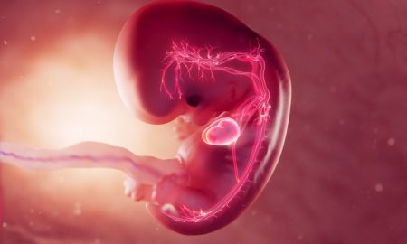 embryonic heart circulatory system drawing