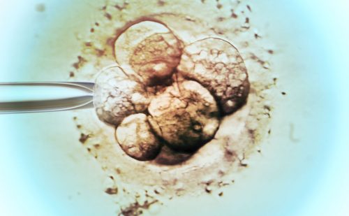 Nevada governor vetoes IVF bill that claimed pre-implantation embryos are not humans