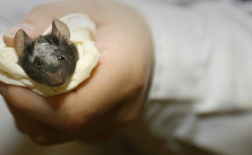 China has created ‘motherless mice’… and you can probably guess why