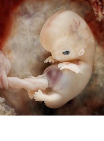 fetal-development-image-small